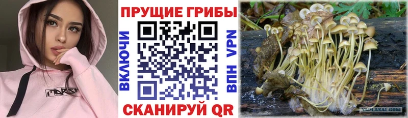Псилоцибиновые грибы Magic Shrooms  закладка  Озёры 